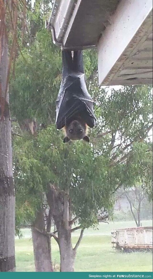 I had no idea bats could get this big. It looks like a toddler dressed as a bat