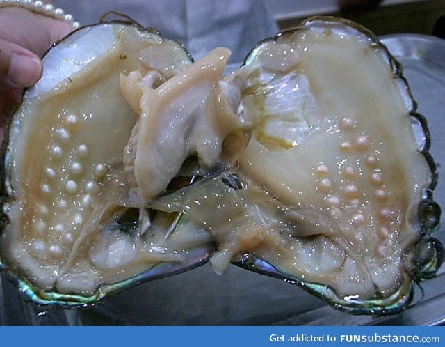 Pearls inside of an oyster