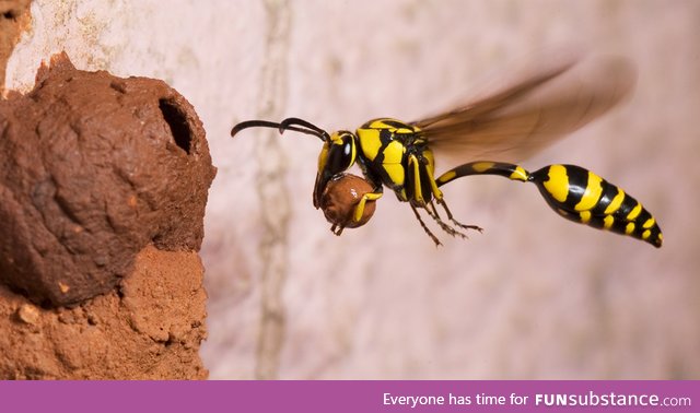 Potter's Wasp