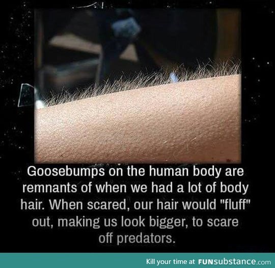 Why we get goosebumps