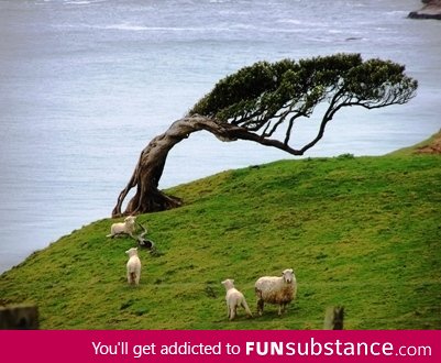 Effects of the wind, Chatham Islands