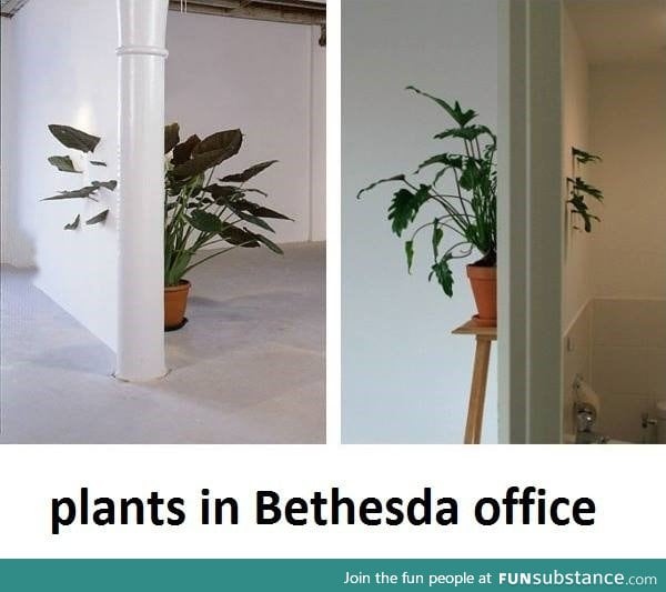 Plants in Bethesda's office