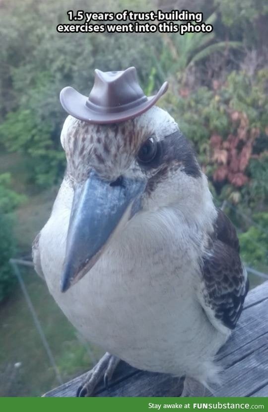 I think it's a kookaburra