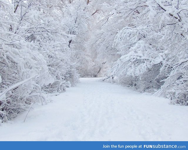 Forest in white