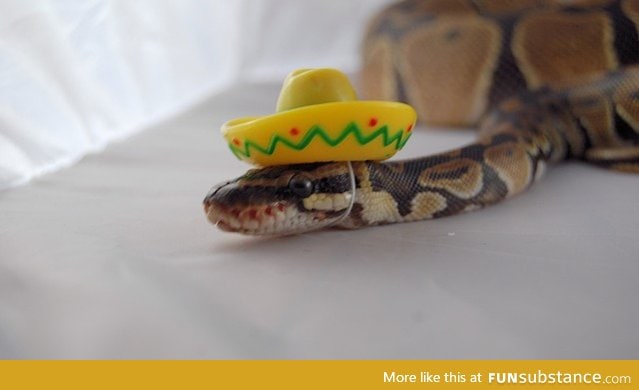 Day 376 of your daily dose of cute: Sassy slithering snakes snag shimmering sombreros