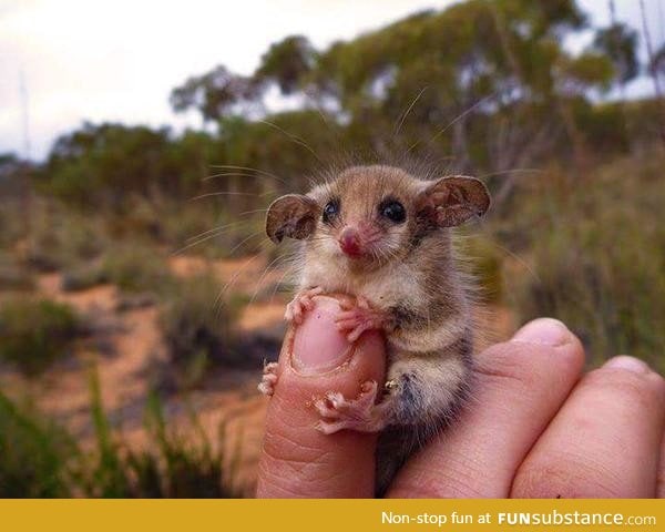 Not all Australian animals want to kill you