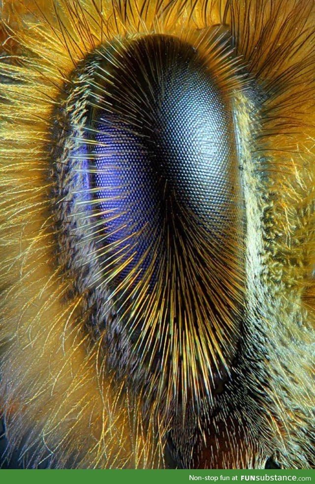 Close up of a bee's eye