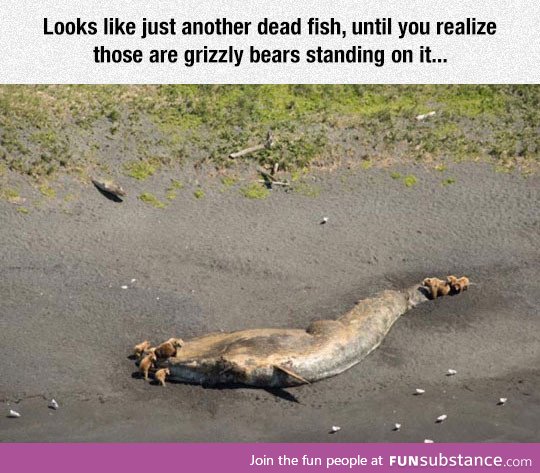 Dead fish