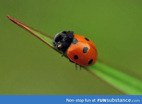 Ladypug