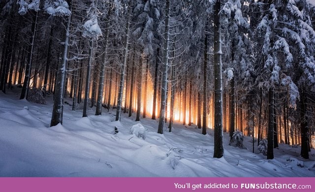 The Black Forest in Germany