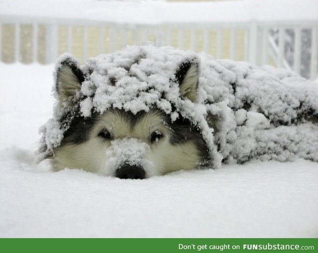 Snow dog