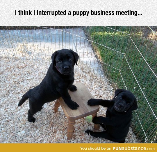 Puppy business meeting