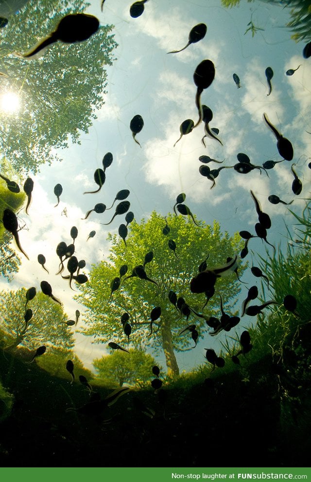 Sky tadpoles