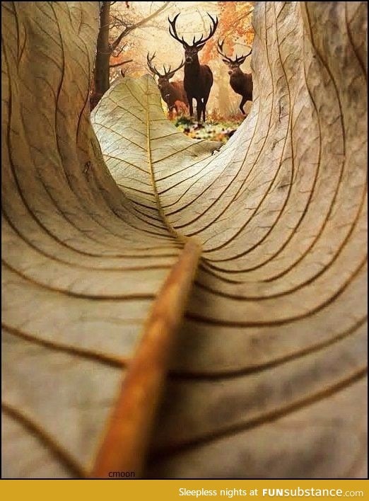 Deer from the perspective of the leaf