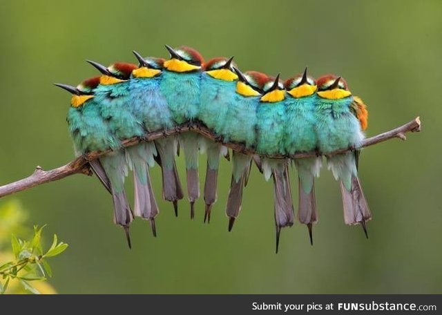 A big Caterpillar...Wait what?