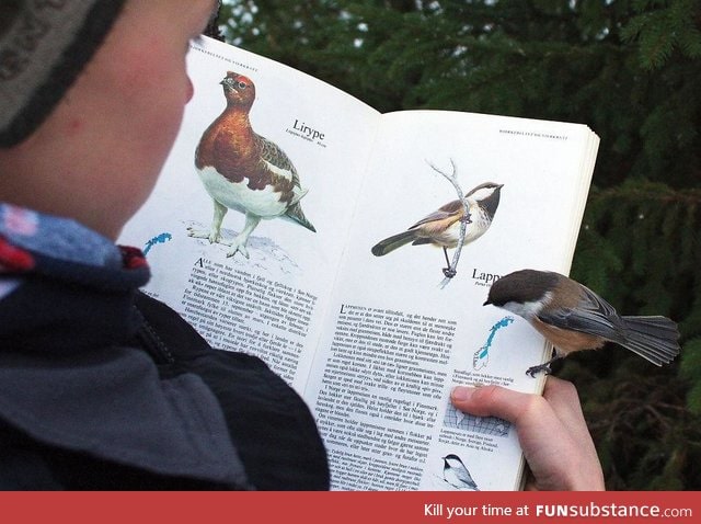 This bird landed on the page about itself