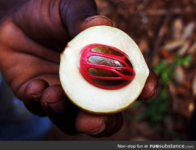 A fresh Nutmeg