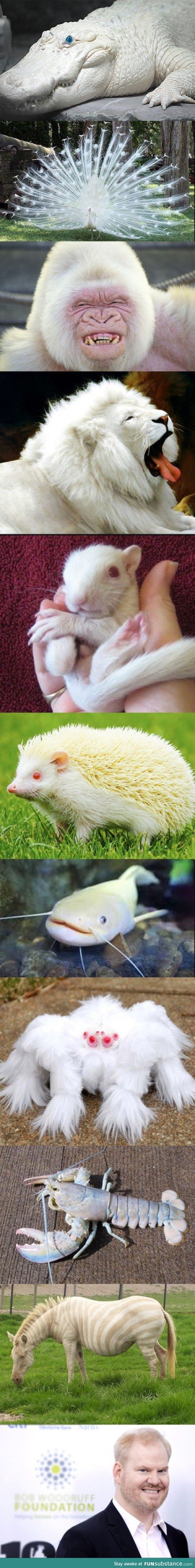 Albino creatures are the best