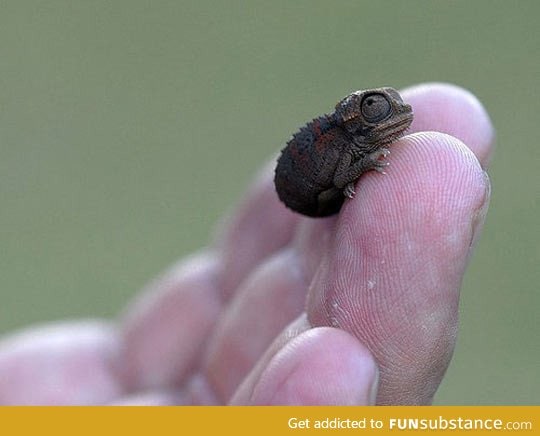 Baby chameleon