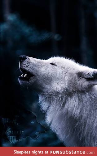 Arctic wolf