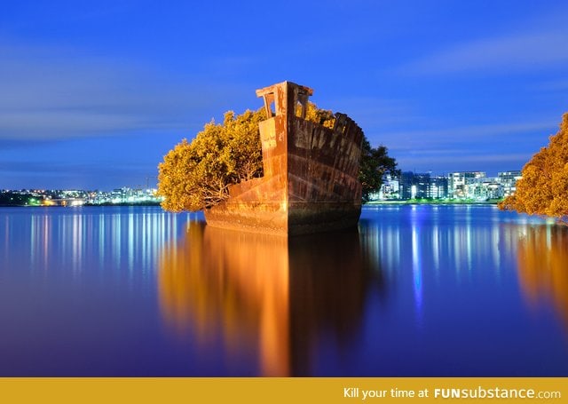 Floating forest in Sydney