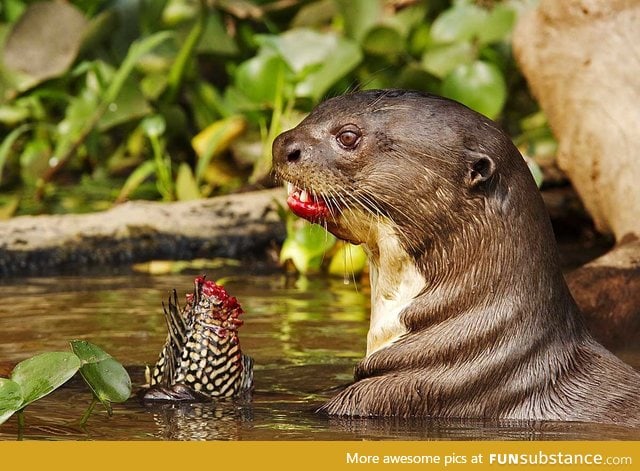 An adorable Otter