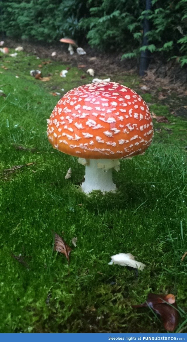 Pretty mushroom