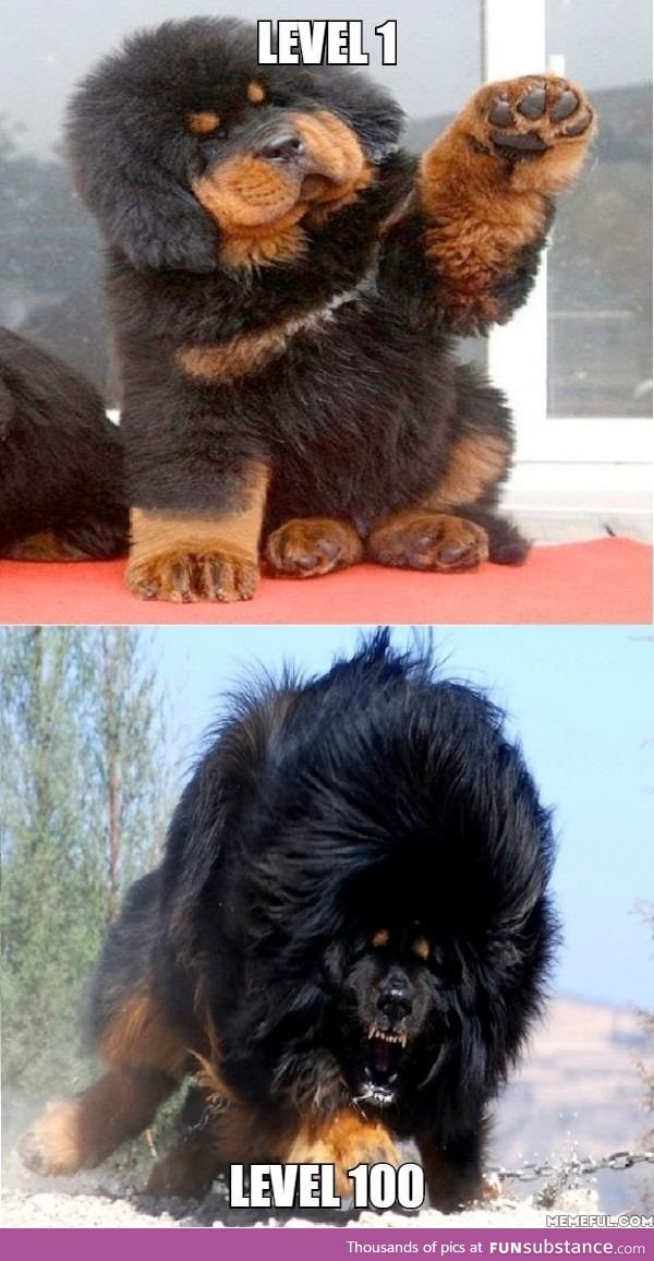 Majestic tibetan mastiff