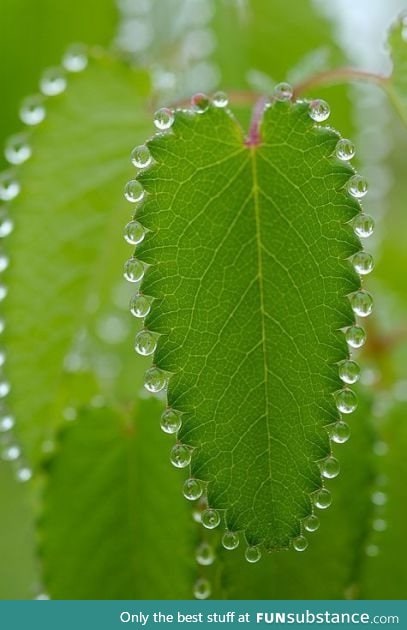 Perfect Dew