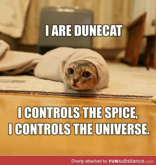 Dunecat