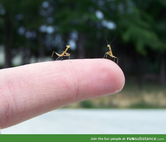 Newly hatched mantises