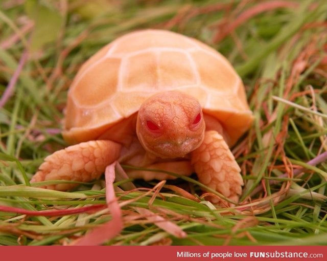 Albino tortoise