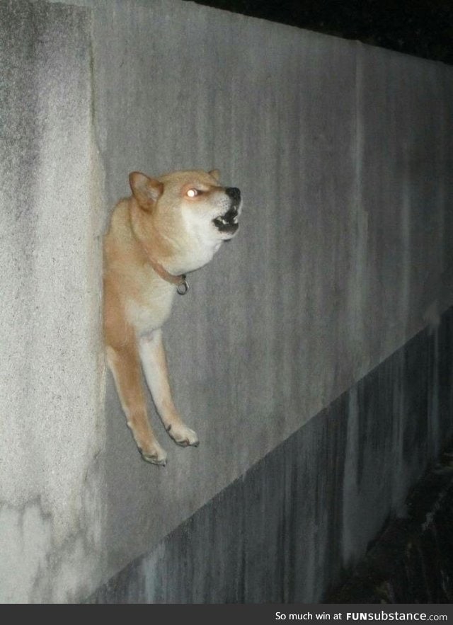 Walldoge