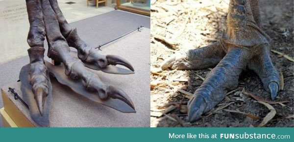 Comparison of T. Rex and emu feet