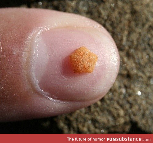 A baby starfish