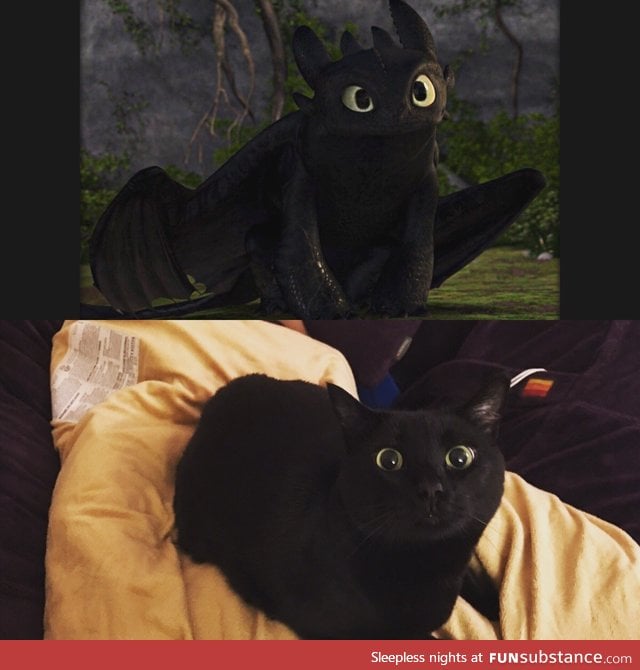 Cat looks like Toothless