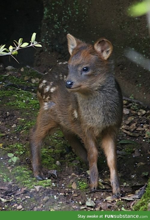 Day 405 of your daily dose of cute: This deer thing looks better in pictures than me