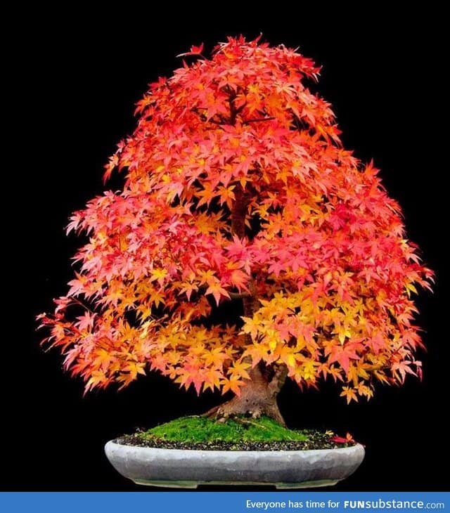 Japanese maple bonsai tree