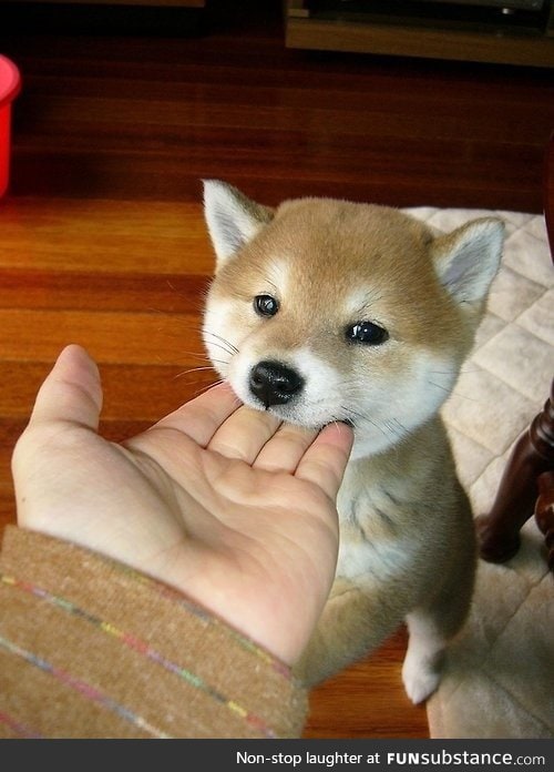 Ferocious beast bites off man's fingers