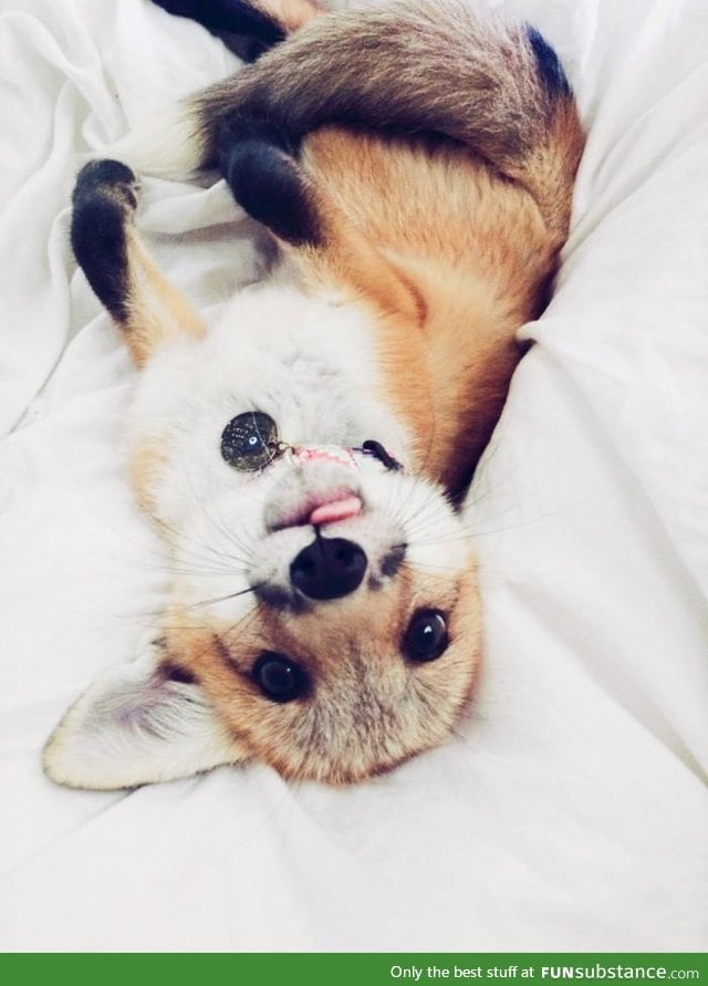 Fox tongue