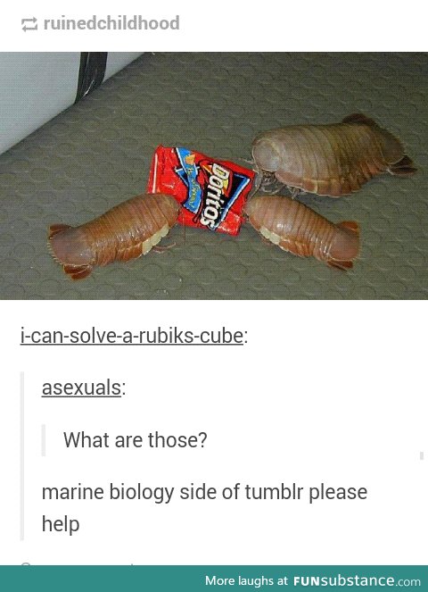 Isopods?