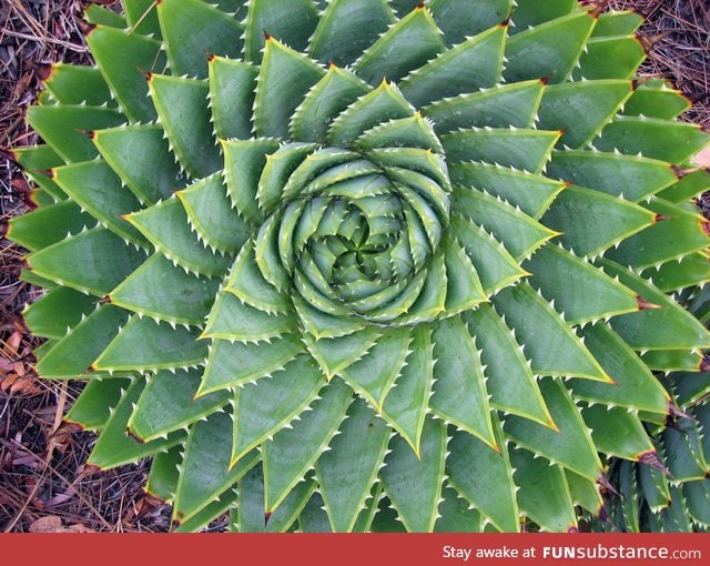 Fractal flora