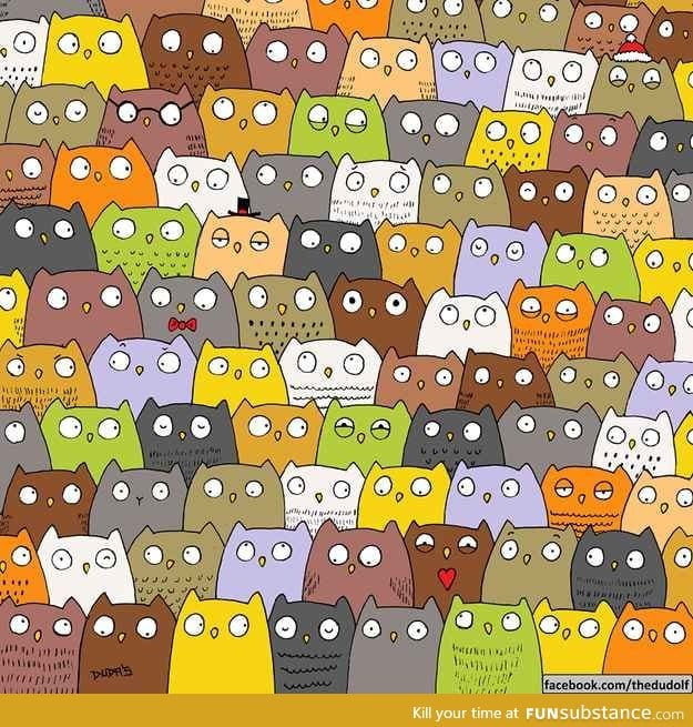 Find the cat among the owls