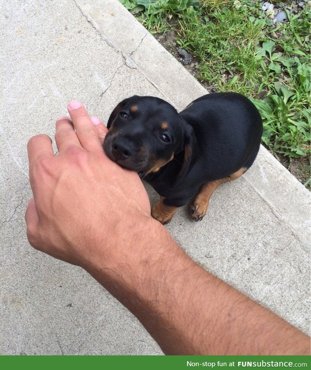 Vicious Rottweiler attack