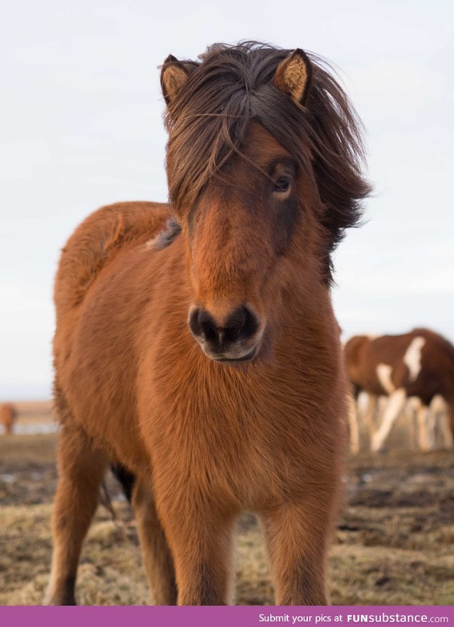 This horse has beautiful hair