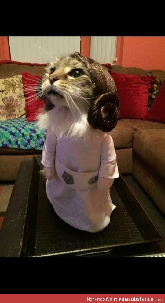 This cat is ready for Star Wars