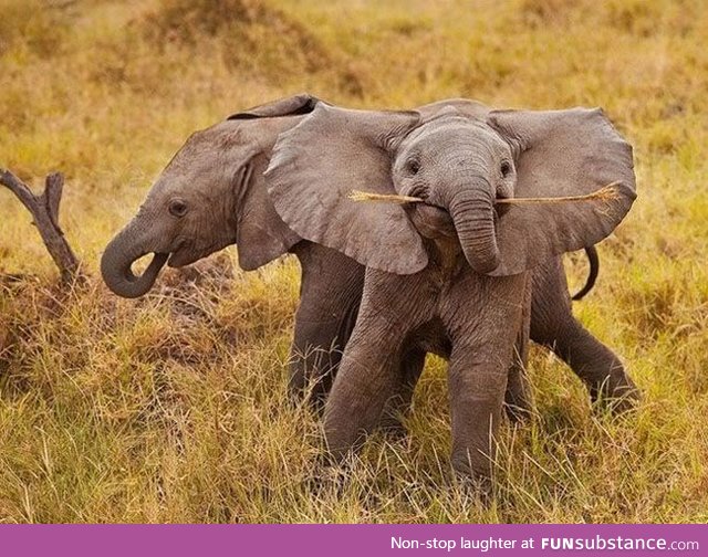 "I has a stick!"