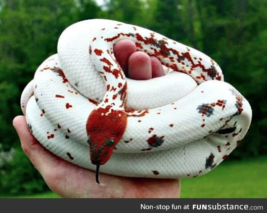 Dominican red mountain boa