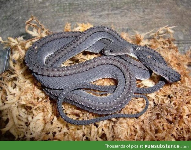 The Dragon Snake: One of the worlds rarest snakes