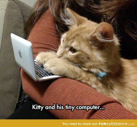 On The Internet No One Knows You're A Cat